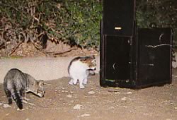 ペット捕獲器の前に集まってくる猫